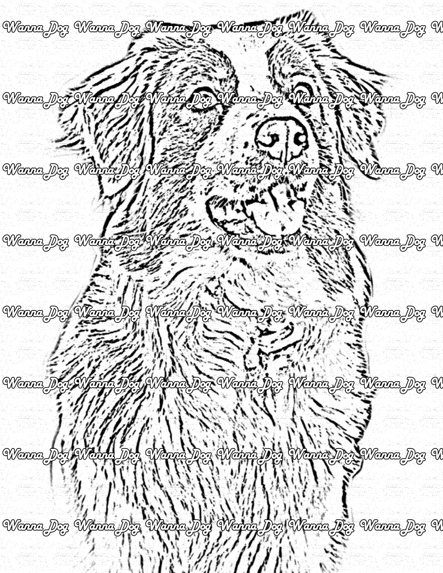 Australian Shepherd Coloring Page of a Australian Shepherd with their tongue out
