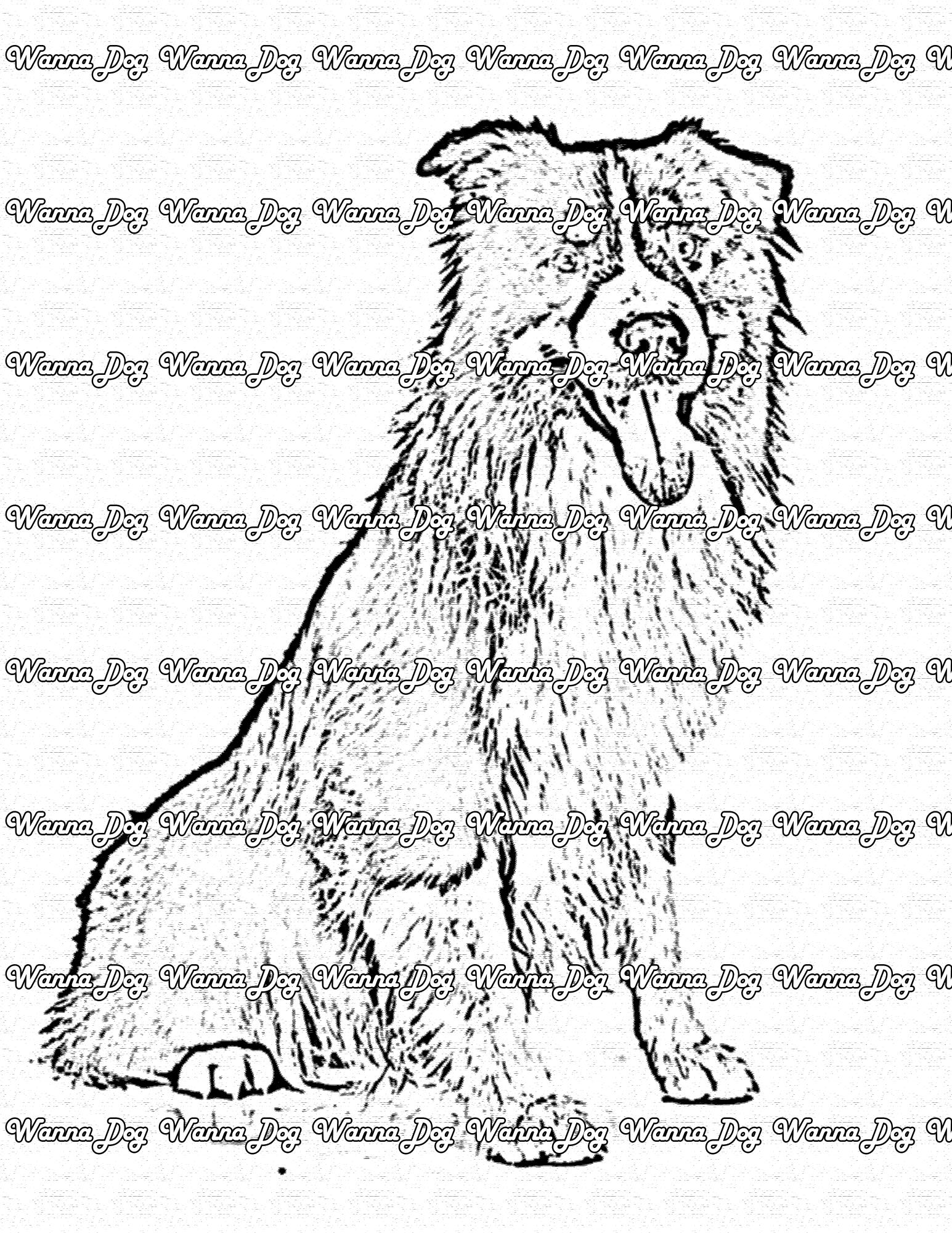 Australian Shepherd Coloring Page of a Australian Shepherd sitting with their tongue out