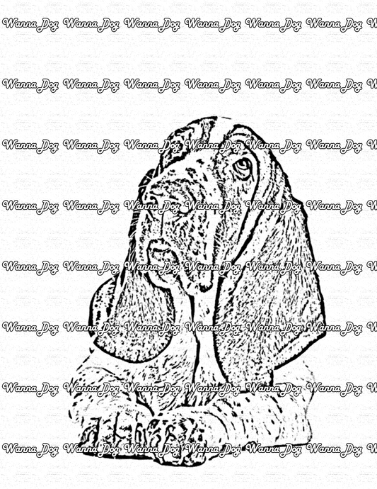 Basset Hound Coloring Page of a Basset Hound laying down and posing