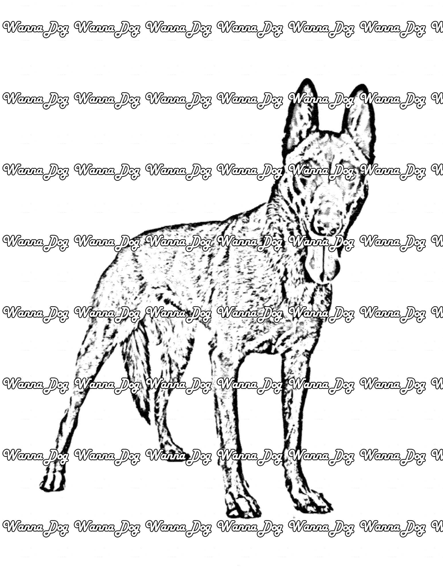 Belgian Malinois Coloring Page of a Belgian Malinois standing with their tongue out