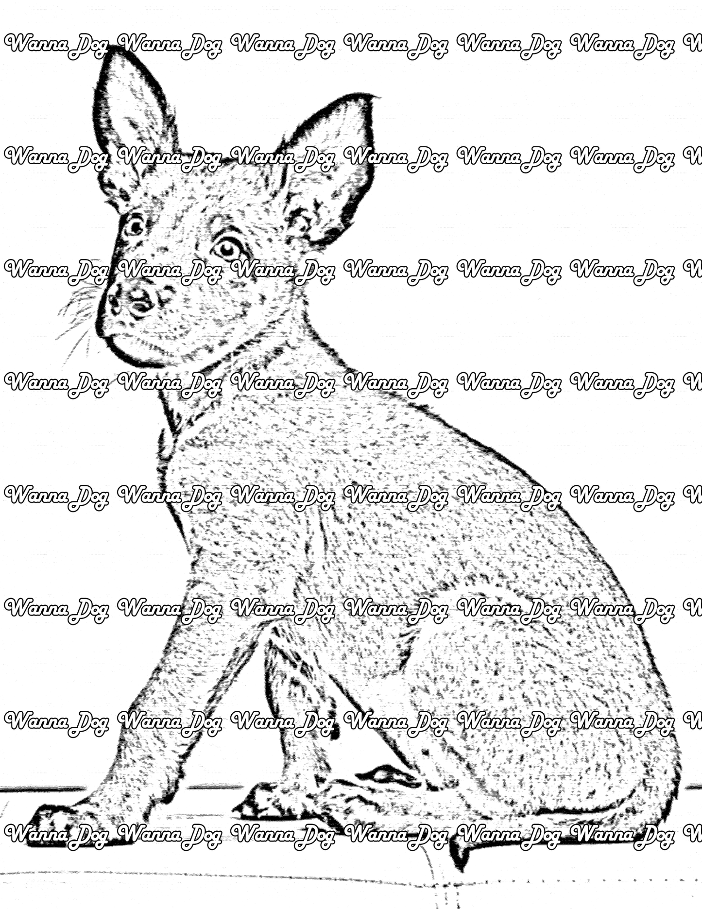 Belgian Malinois Coloring Page of a Belgian Malinois puppy sitting