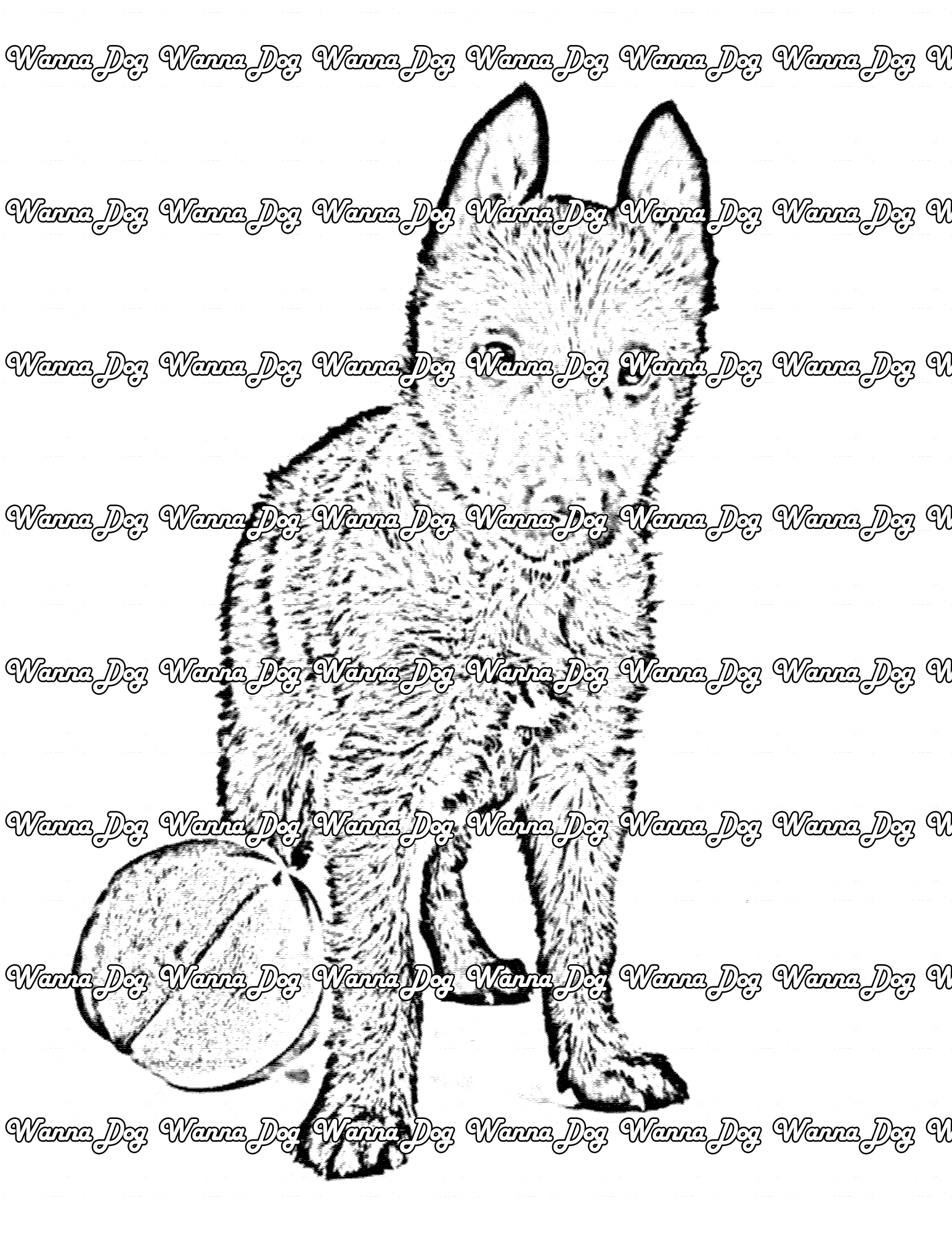 Belgian Malinois Coloring Page of a Belgian Malinois puppy standing with a beach ball