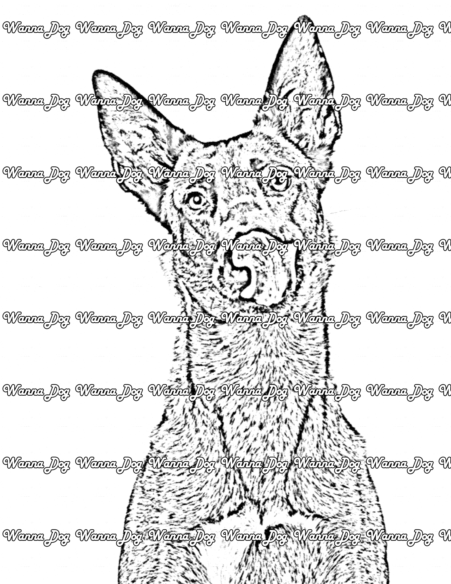 Belgian Malinois Coloring Page of a Belgian Malinois close up and licking their nose