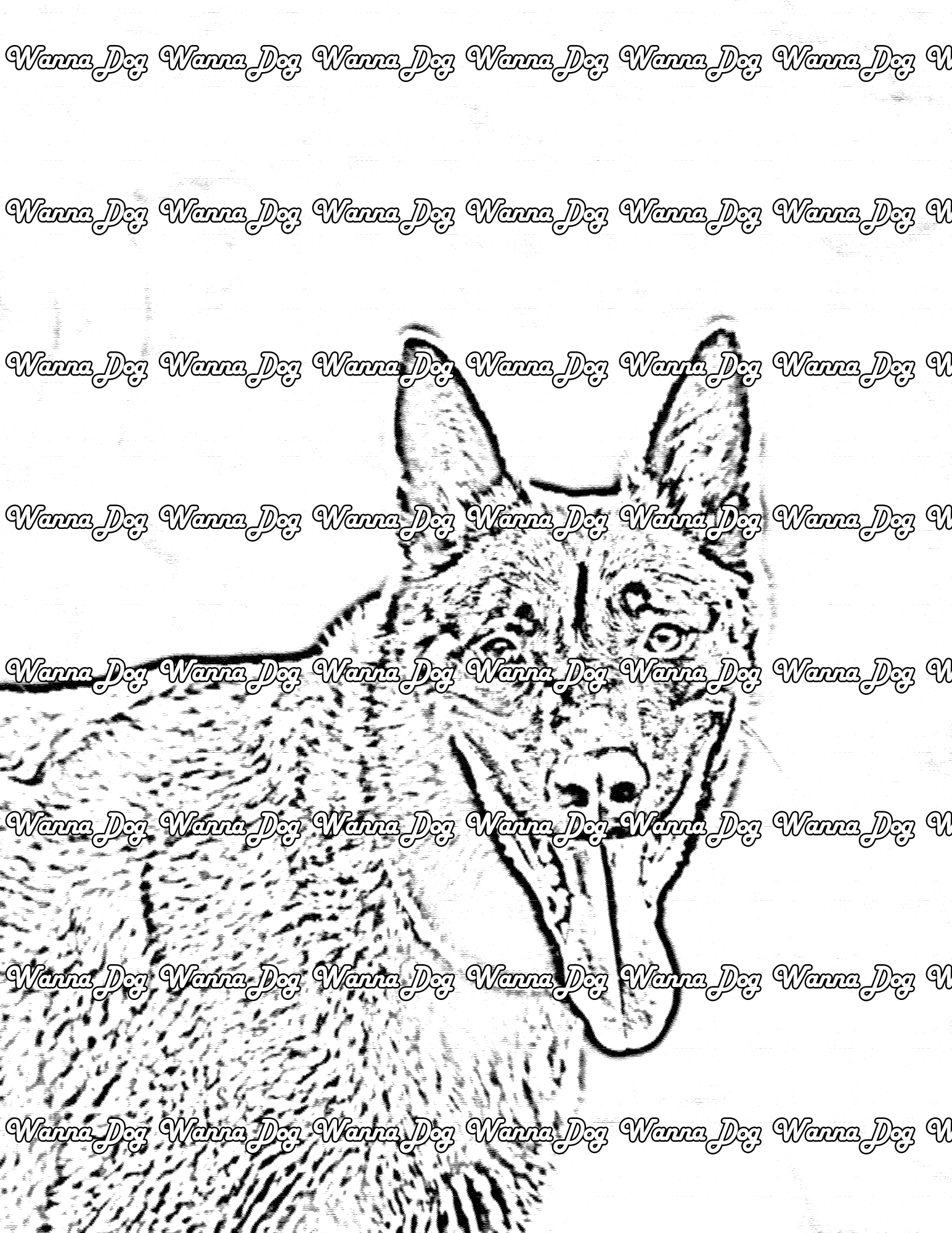 Belgian Malinois Coloring Page of a Belgian Malinois close up with their tongue out
