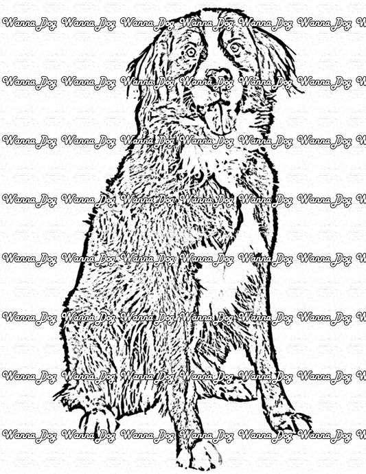 Bernese Mountain Dog Coloring Page of a Bernese Mountain Dog sitting and smiling