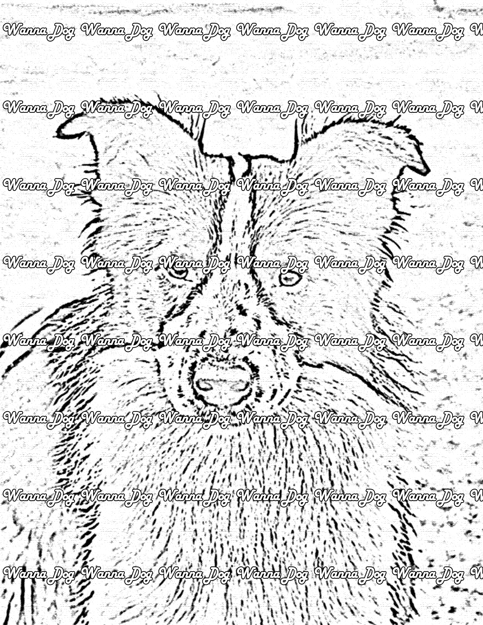 Border Collie Coloring Page of a Border Collie close up posing for the camera outside