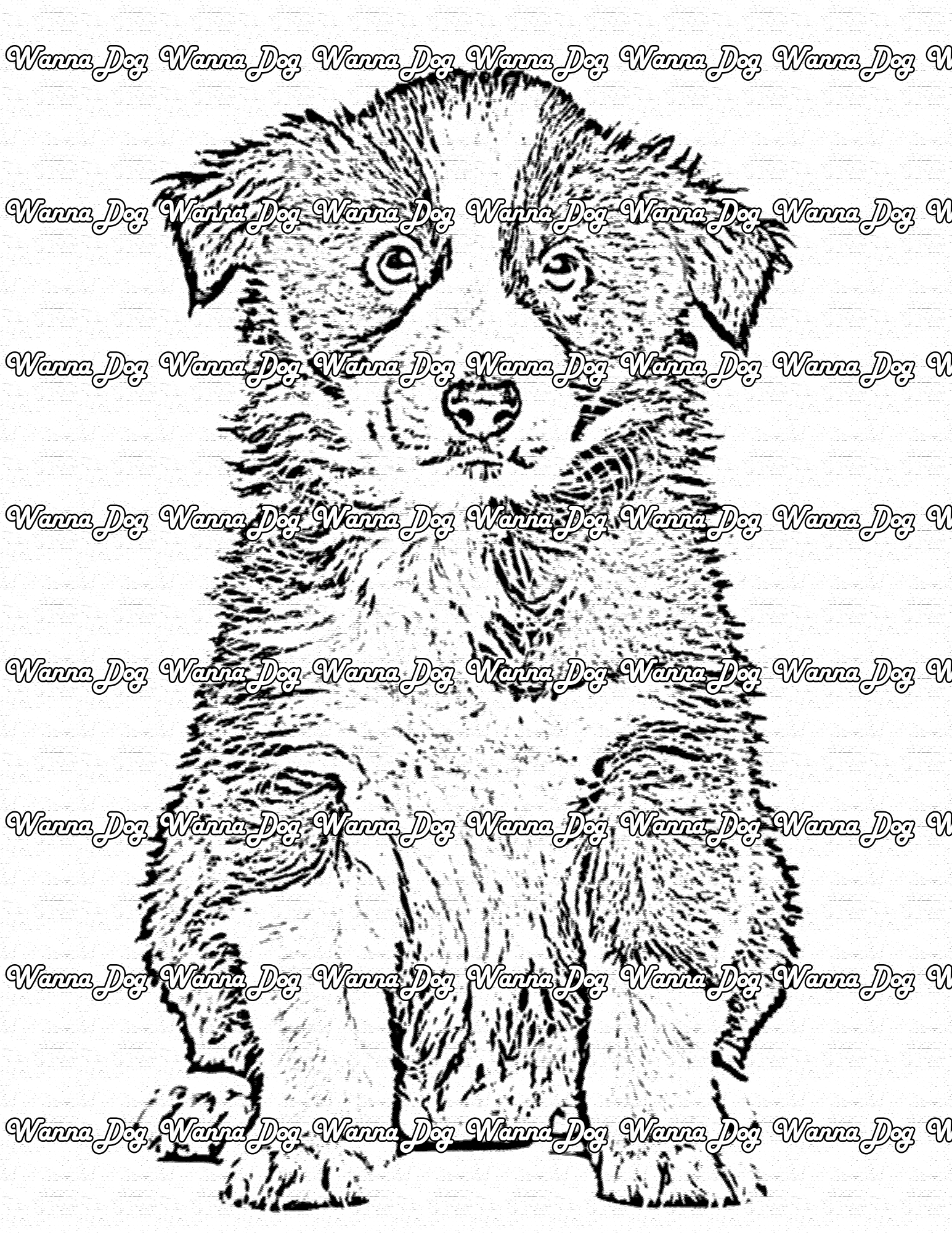 Border Collie Coloring Page of a Border Collie puppy posing for the camera