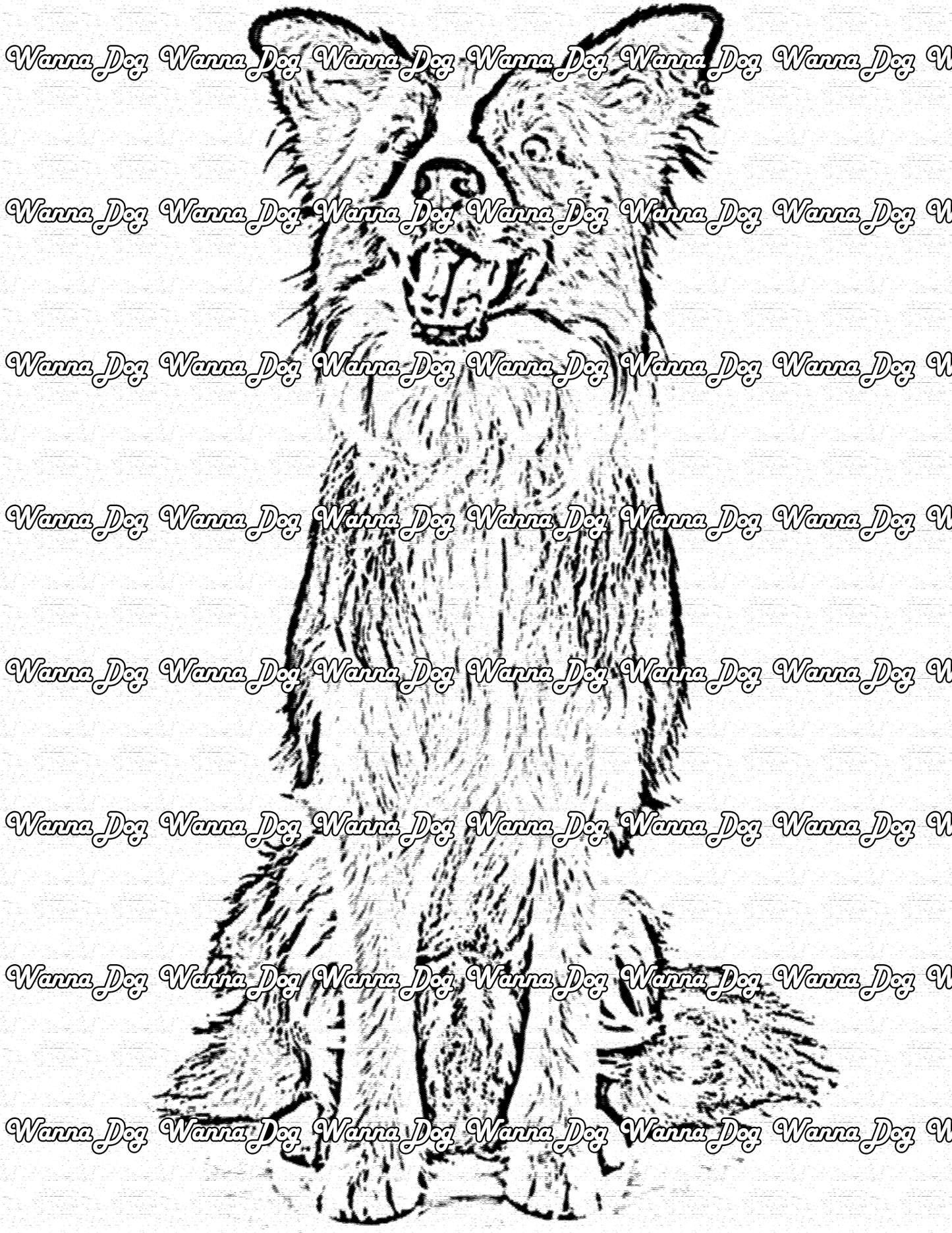 Border Collie Coloring Page of a Border Collie posing with their tongue