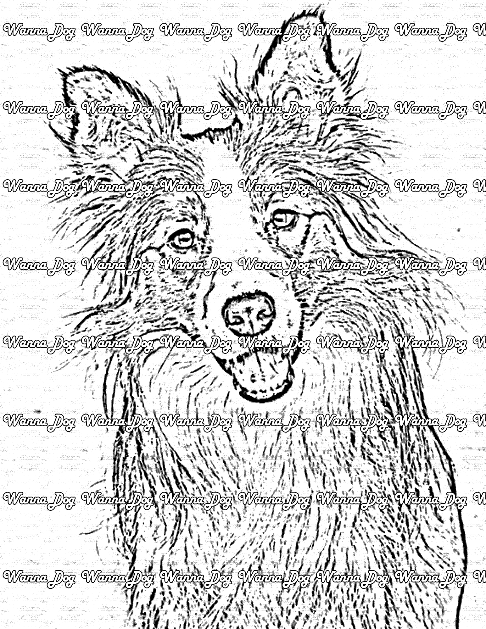 Border Collie Coloring Page of a Border Collie close up with their tongue out