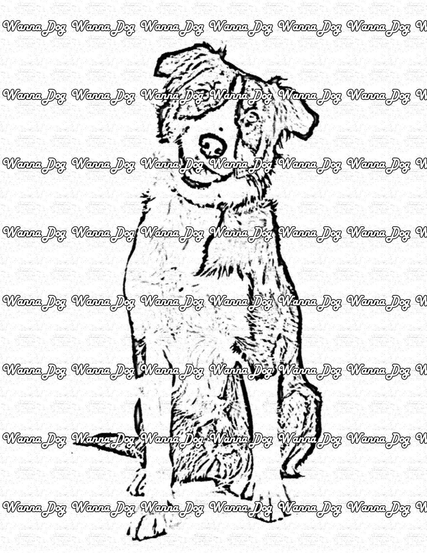 Border Collie Coloring Page of a Border Collie with their head tilted