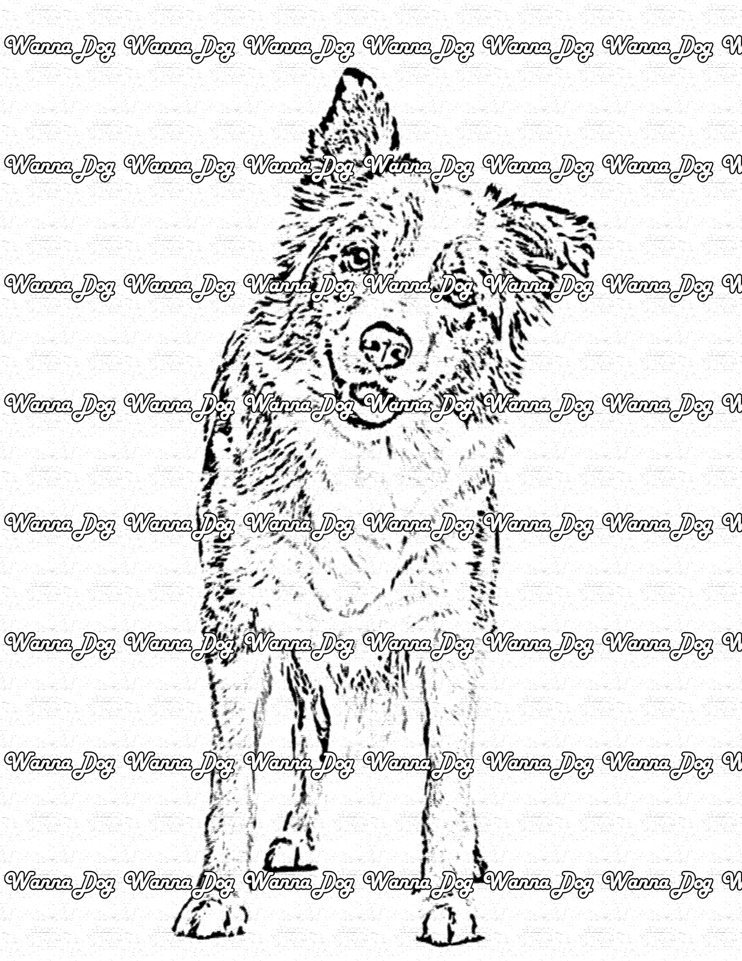 Border Collie Coloring Page of a Border Collie standing up with their head tilted