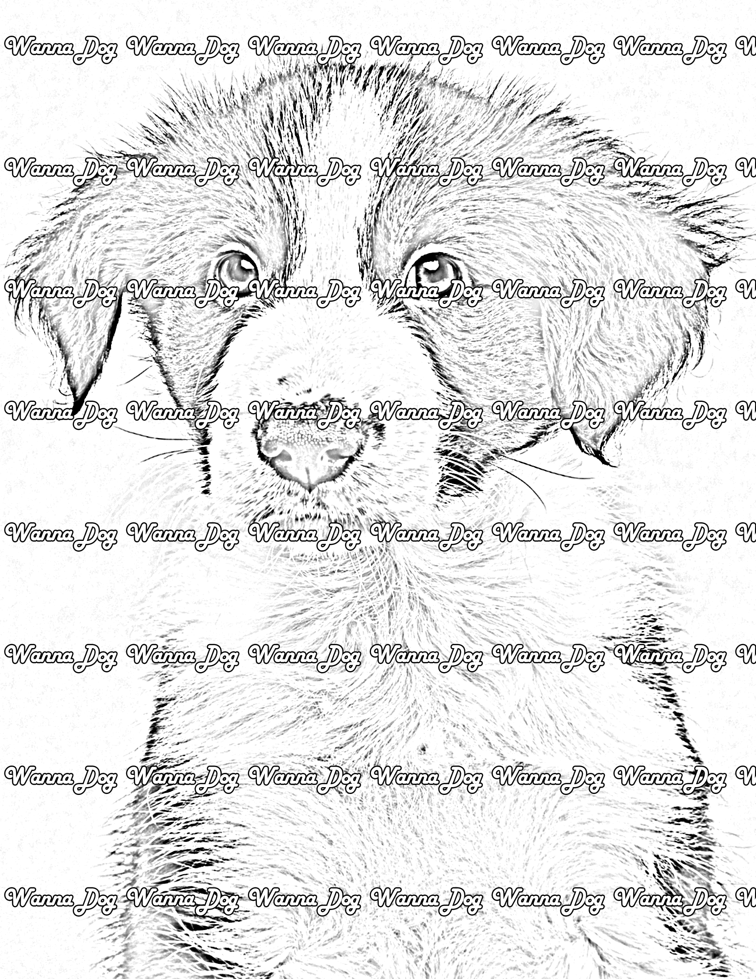 Border Collie Puppy Coloring Page of a Border Collie Puppy close up