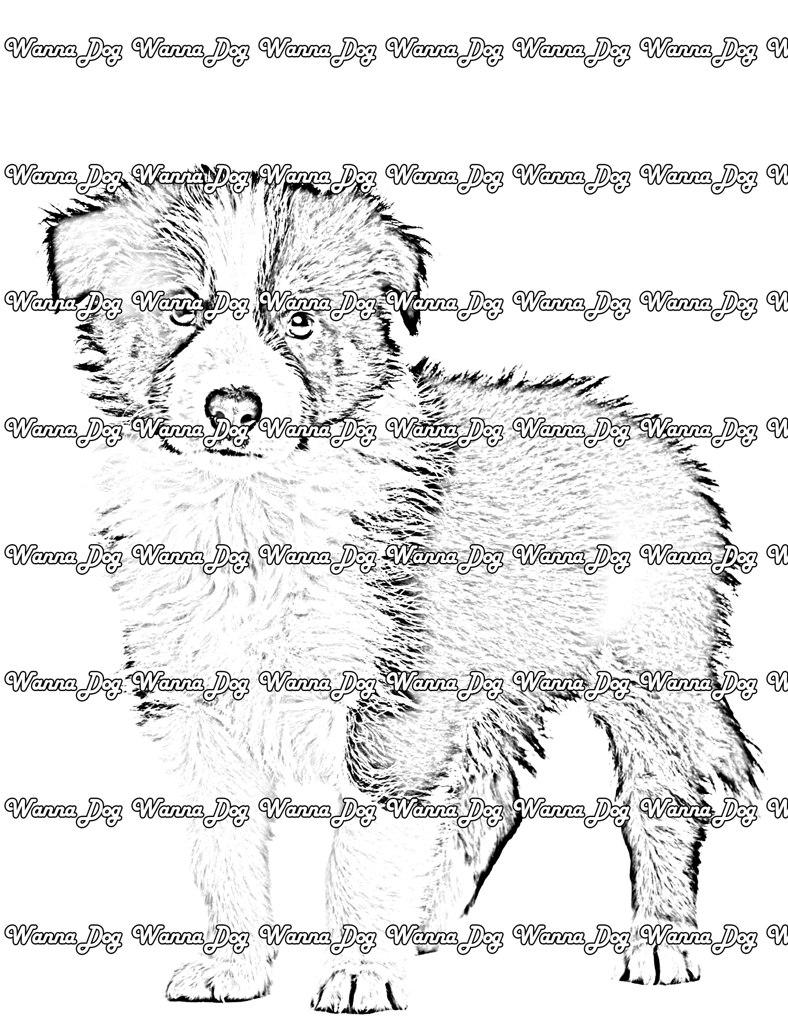 Border Collie Puppy Coloring Page of a Border Collie Puppy standing