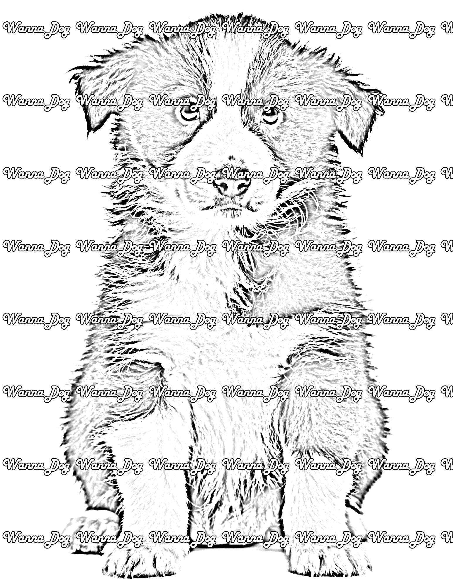Border Collie Puppy Coloring Page of a Border Collie Puppy posing for the camera