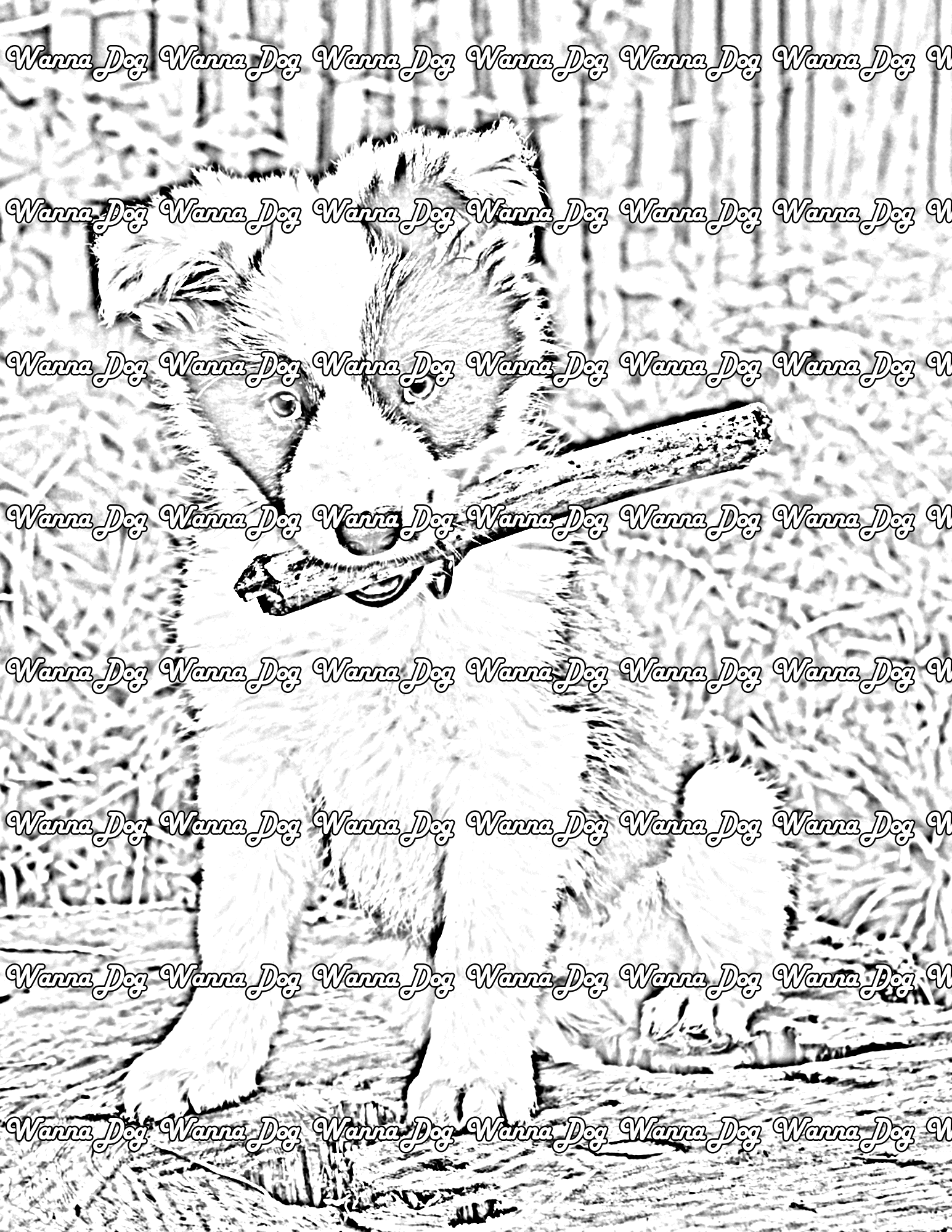 Border Collie Puppy Coloring Page of a Border Collie Puppy playing with a stick