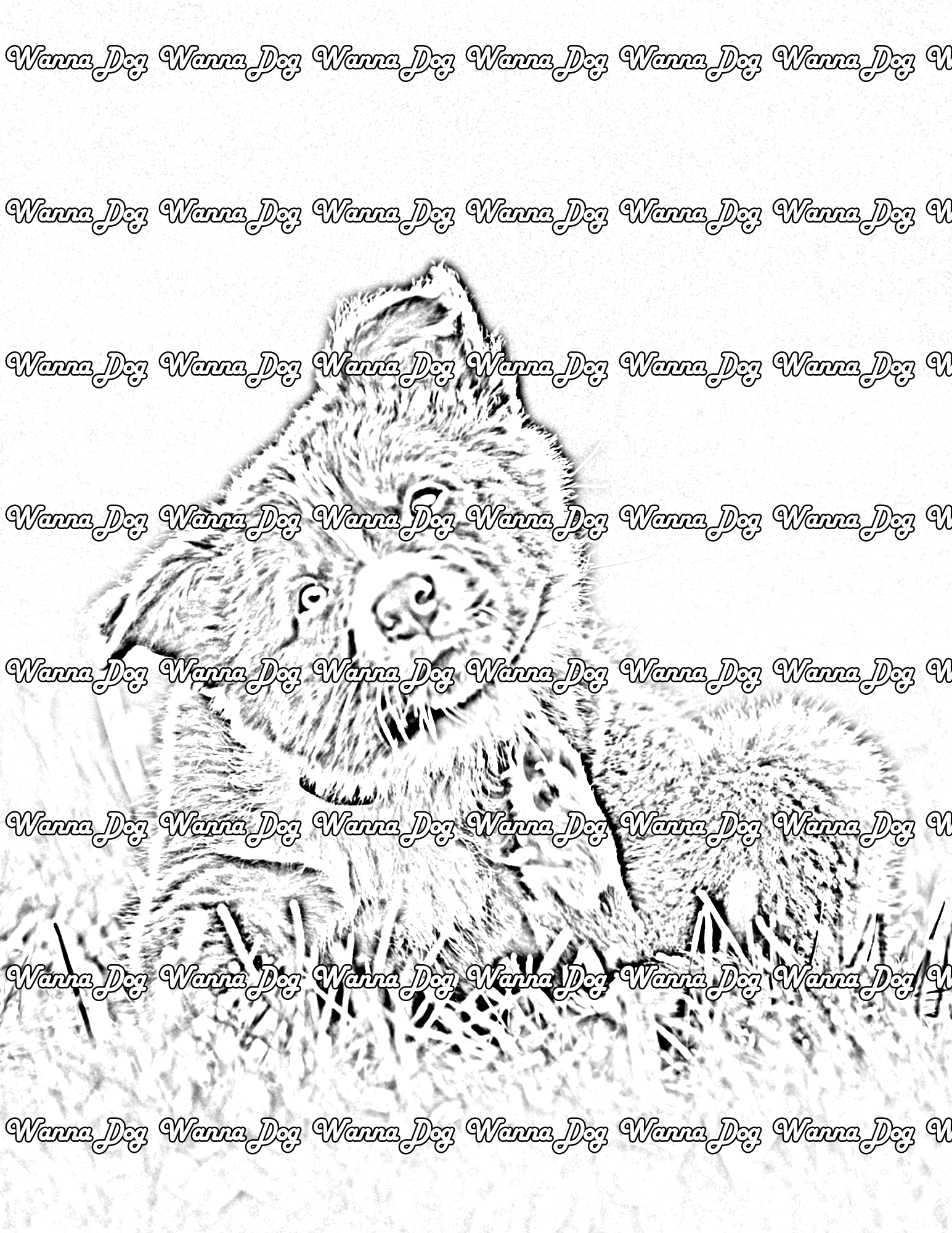 Border Collie Puppy Coloring Page of a Border Collie Puppy sitting in grass with their head tilted