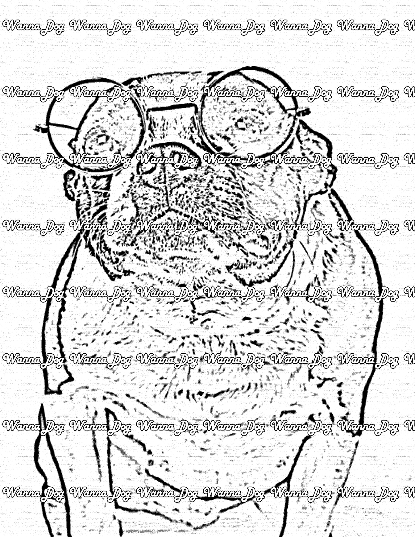 Boston Terrier Coloring Page of a Boston Terrier wearing sunglasses
