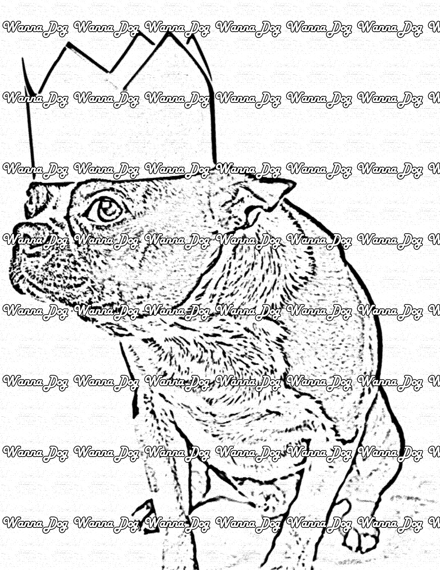 Boston Terrier Coloring Page of a Boston Terrier wearing a paper crown