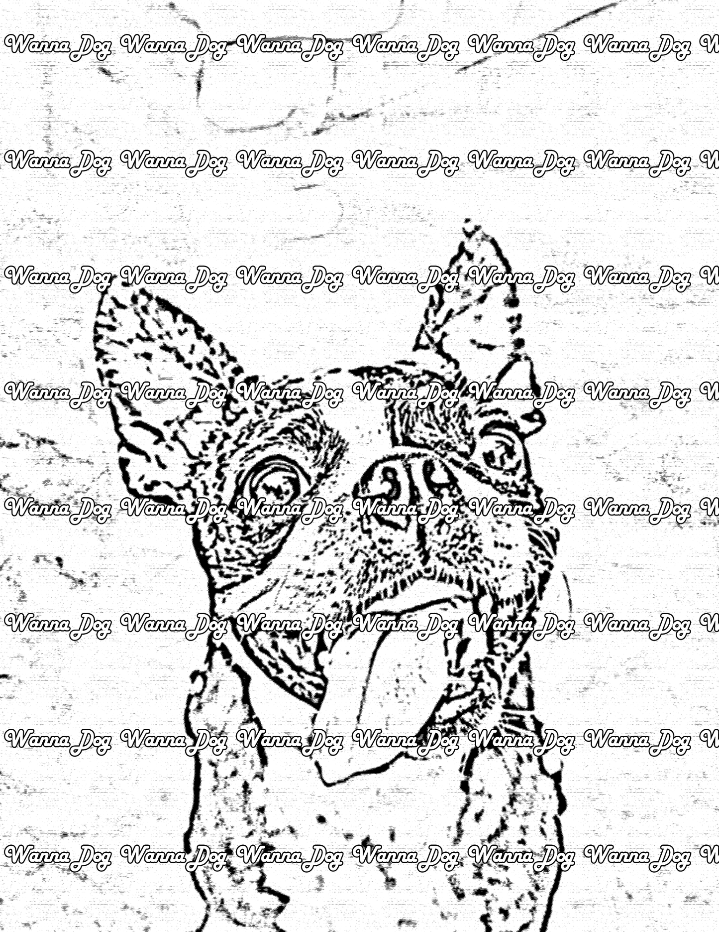 Boston Terrier Coloring Page of a Boston Terrier with their head tilted and tongue out