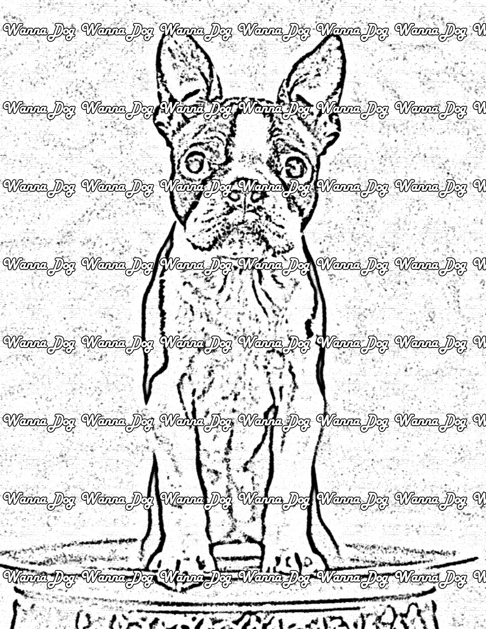 Boston Terrier Coloring Page of a Boston Terrier posing