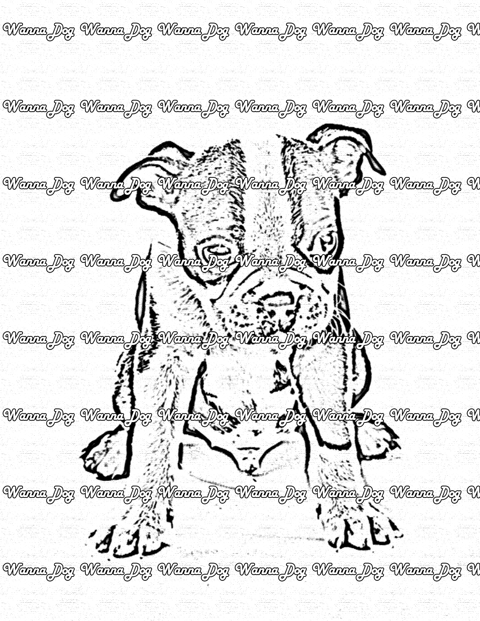 Boston Terrier Coloring Page of a Boston Terrier standing and looking down