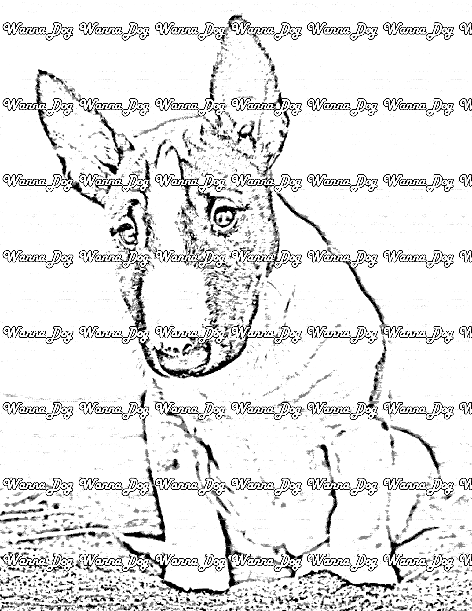 Bull Terrier Coloring Page of a Bull Terrier posing