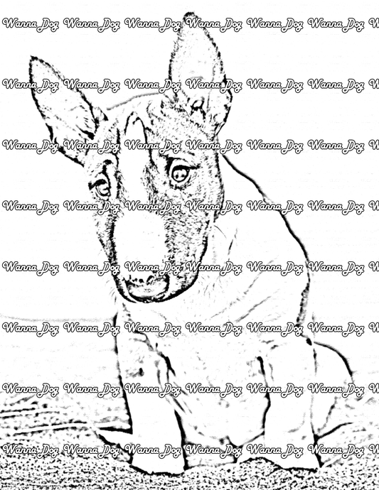 Bull Terrier Coloring Page of a Bull Terrier posing