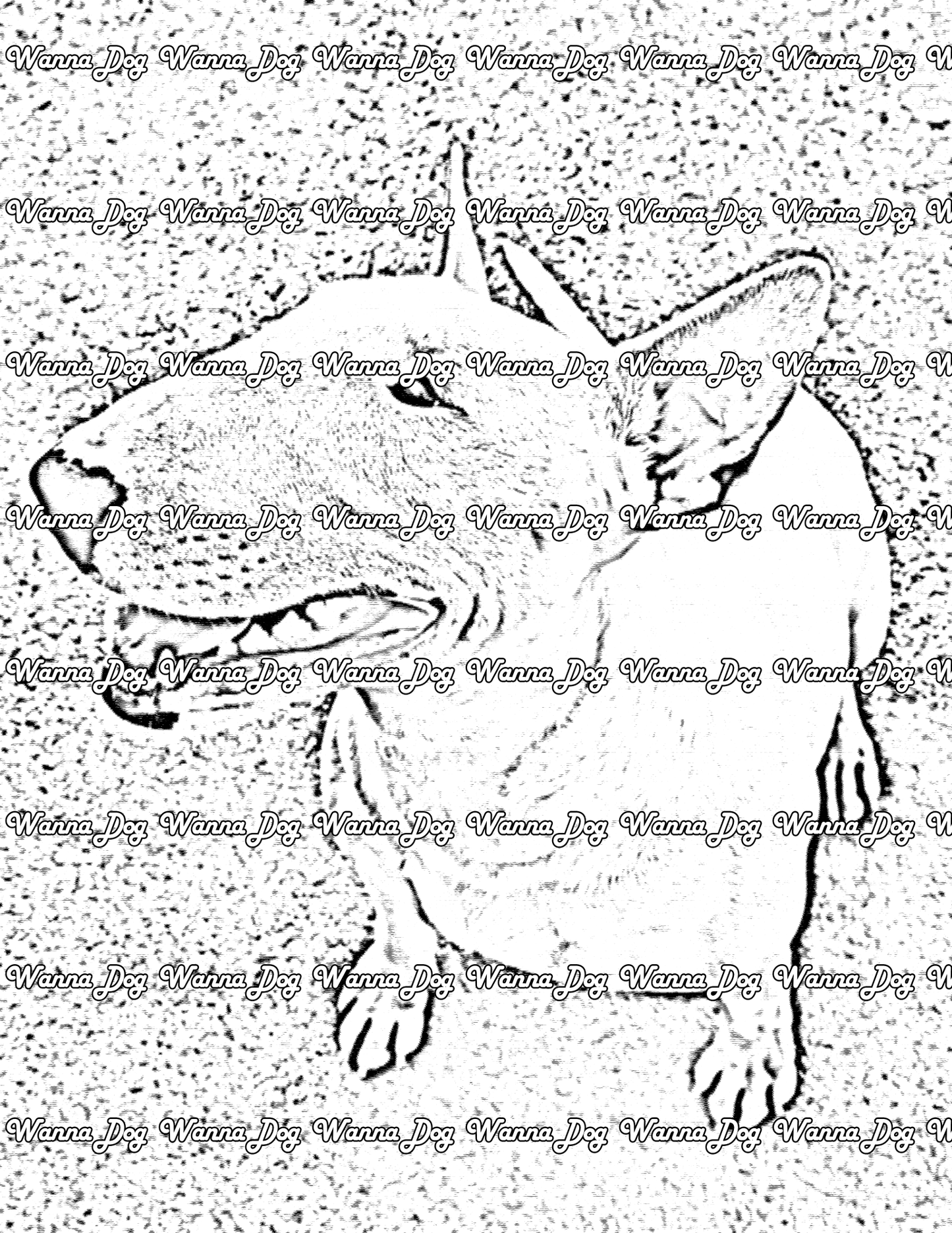 Bull Terrier Coloring Page of a Bull Terrier from above outside
