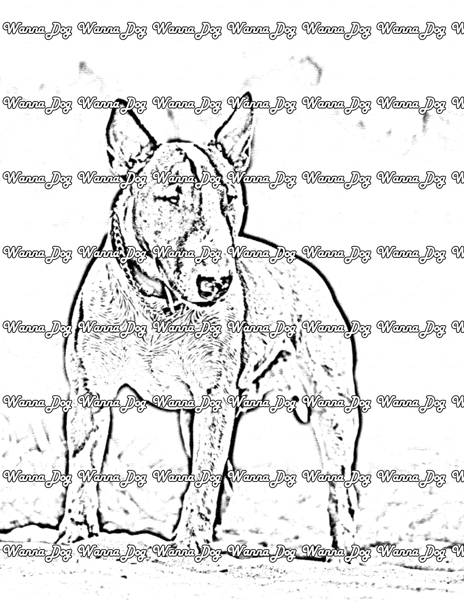 Bull Terrier Coloring Page of a Bull Terrier standing