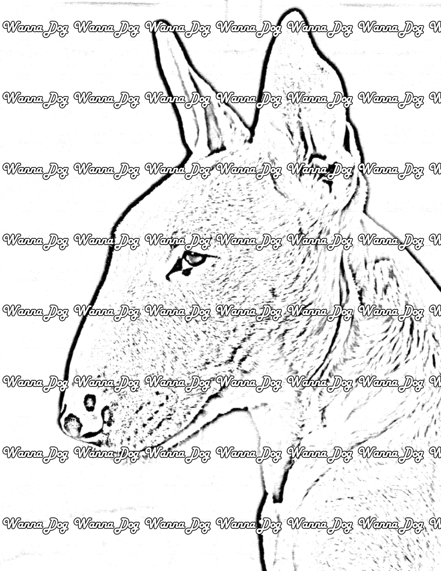 Bull Terrier Coloring Page of a Bull Terrier close up
