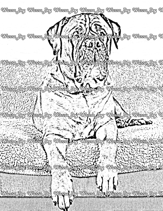 Bullmastiff Coloring Page of a Bullmastiff sitting on the couch