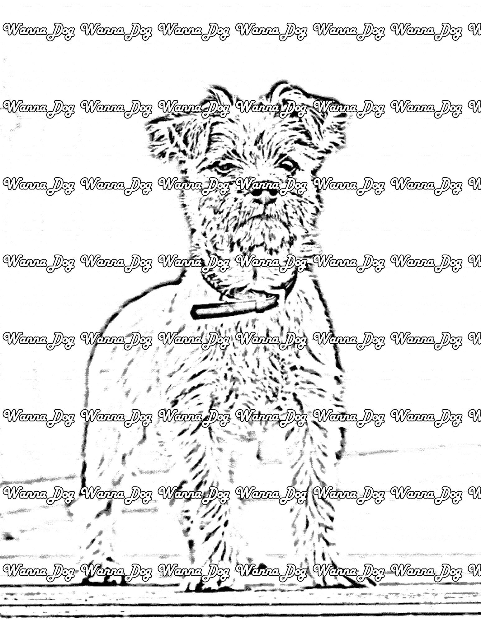 Cairn Terrier Coloring Page of a Cairn Terrier standing outside