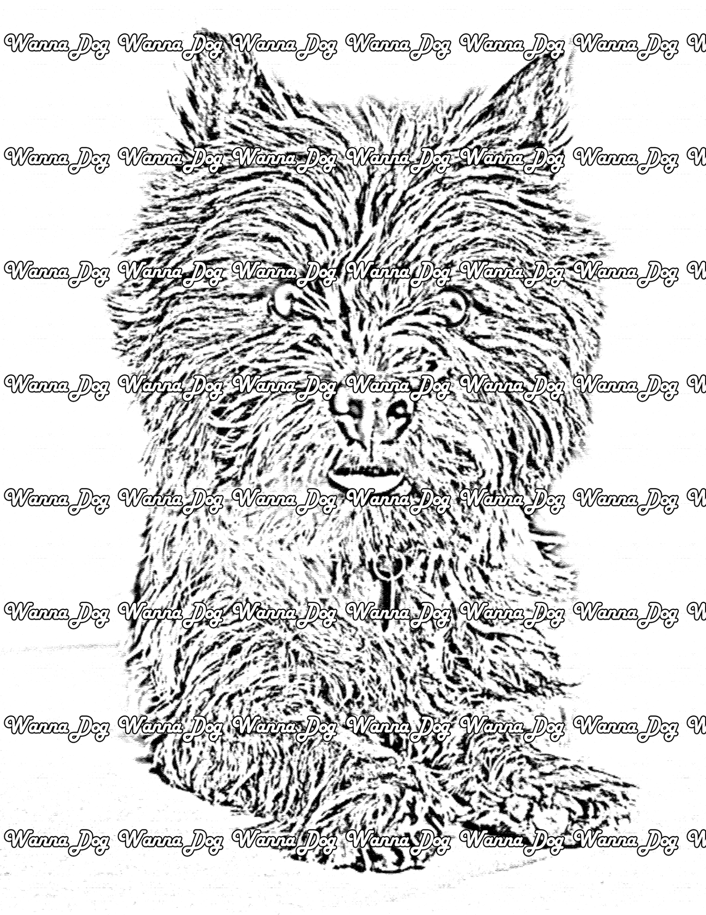 Cairn Terrier Coloring Page of a Cairn Terrier sitting, posing, with their tongue out