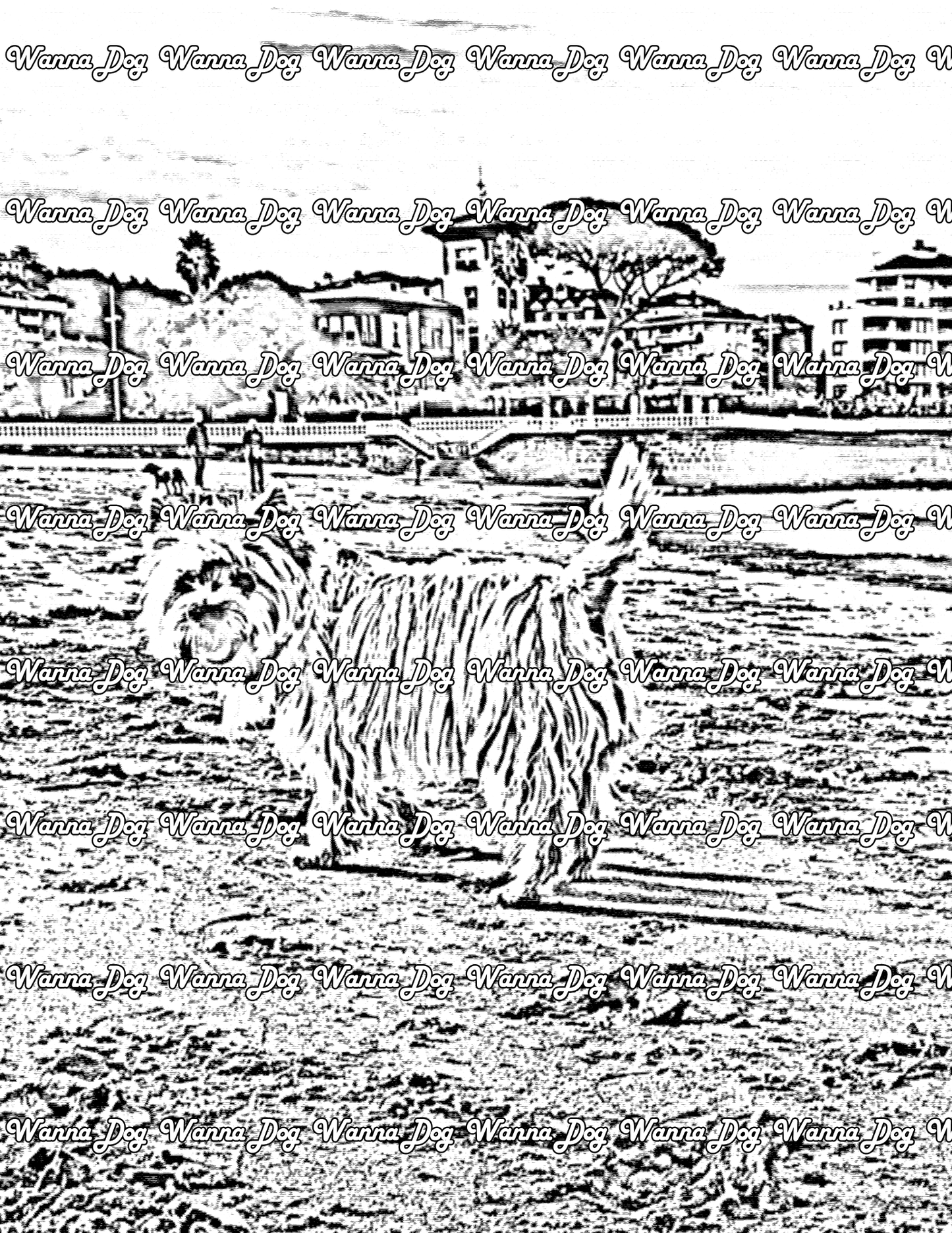 Cairn Terrier Coloring Page of a Cairn Terrier at the beach