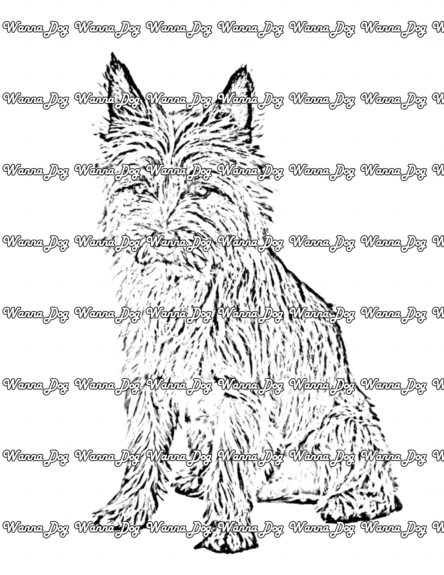 Cairn Terrier Coloring Page of a Cairn Terrier sitting