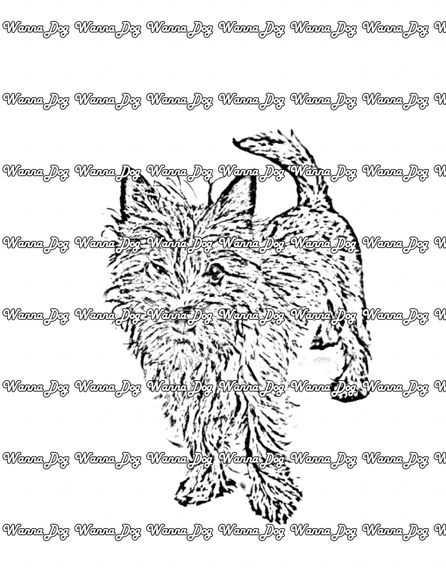 Cairn Terrier Coloring Page of a Cairn Terrier looking up at the camera