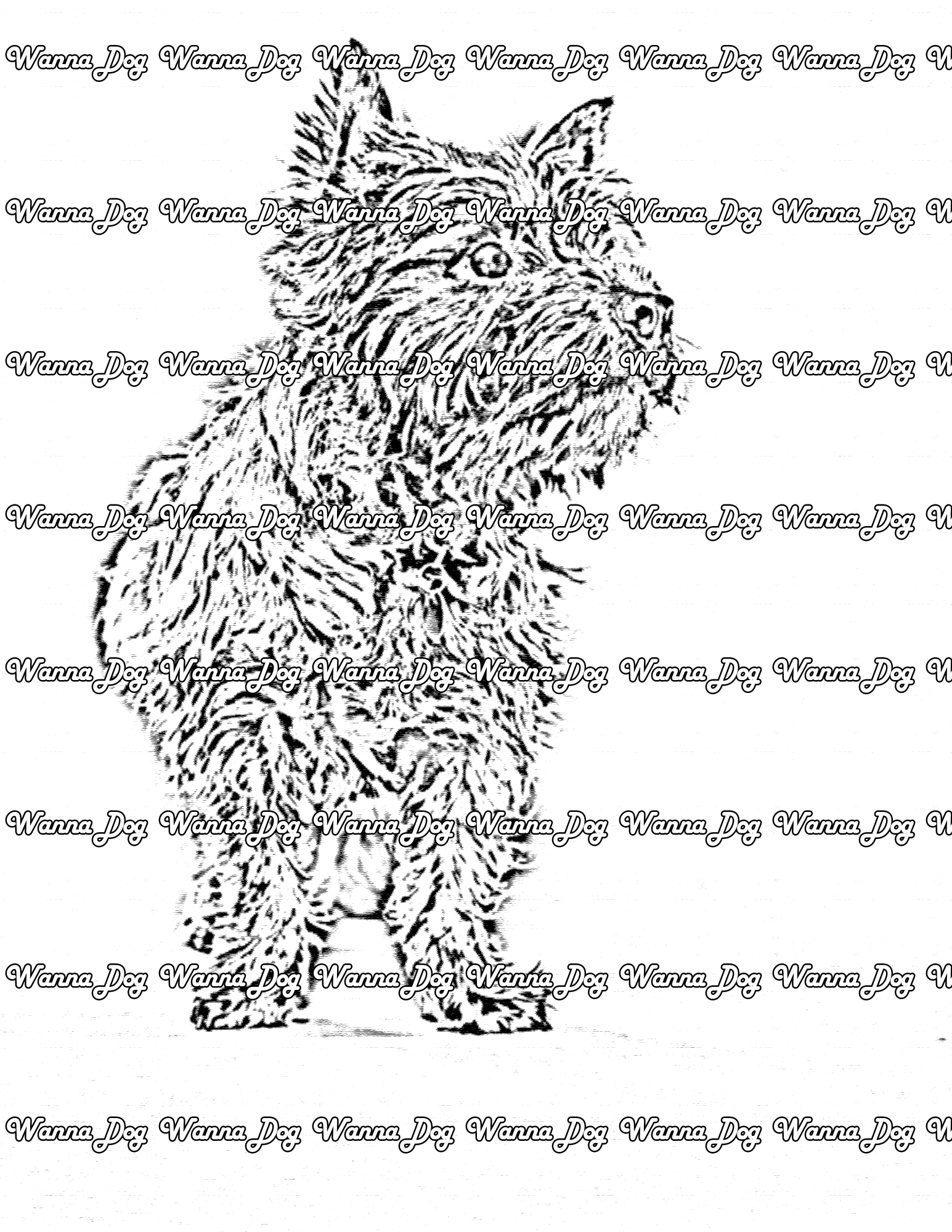 Cairn Terrier Coloring Page of a Cairn Terrier looking away from the camera
