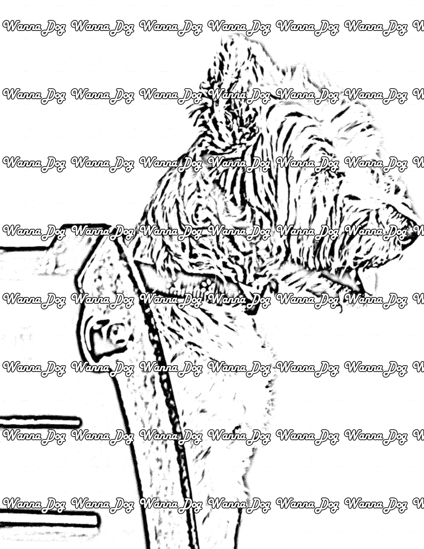 Cairn Terrier Coloring Page of a Cairn Terrier sitting on a chair outside