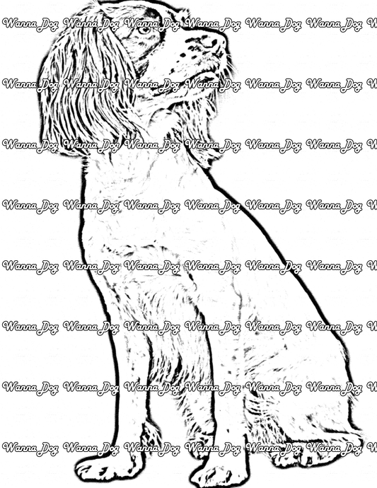 English Springer Spaniel Coloring Page of a English Springer Spaniel sitting and looking away from the camera