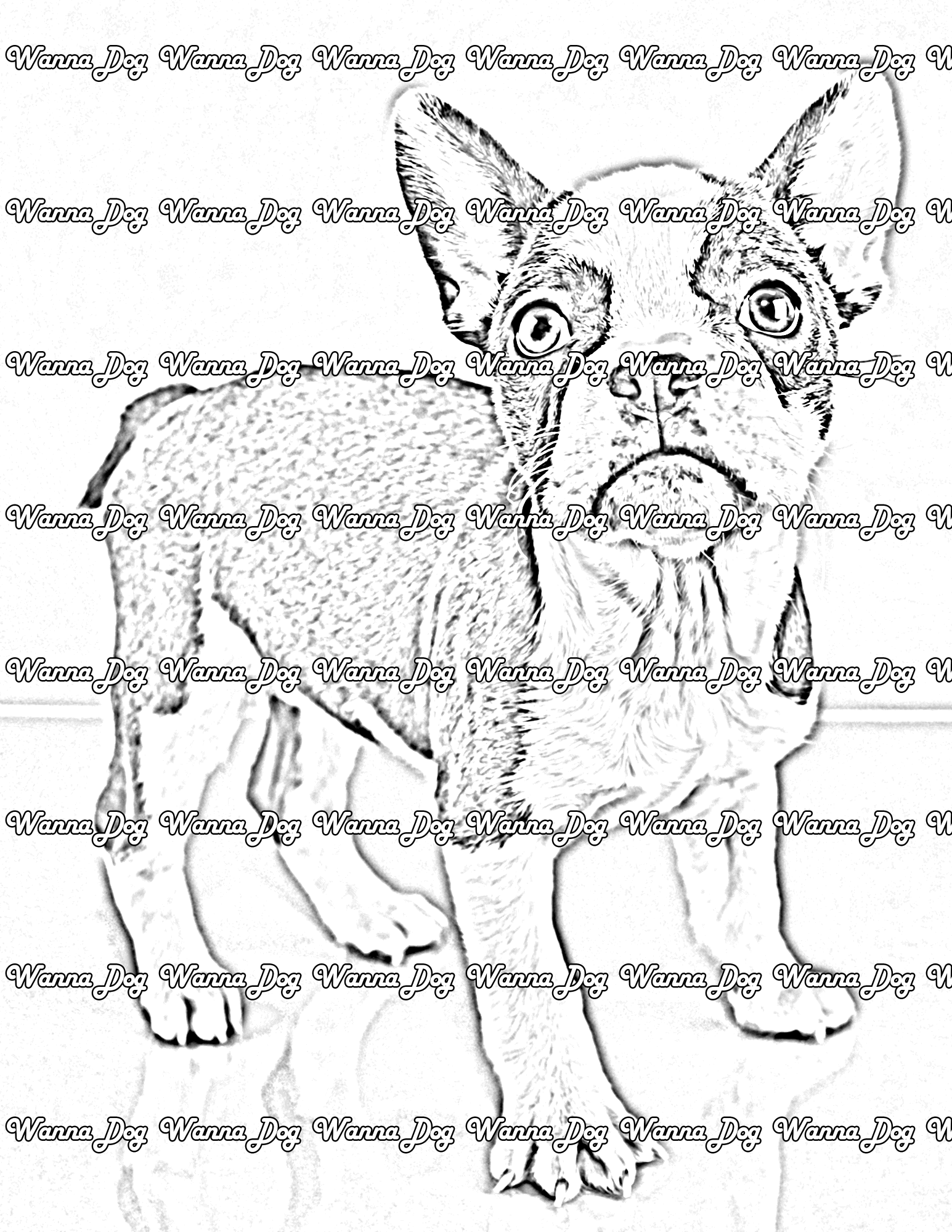 French Bulldog Puppy Coloring Page of a French Bulldog Puppy standing