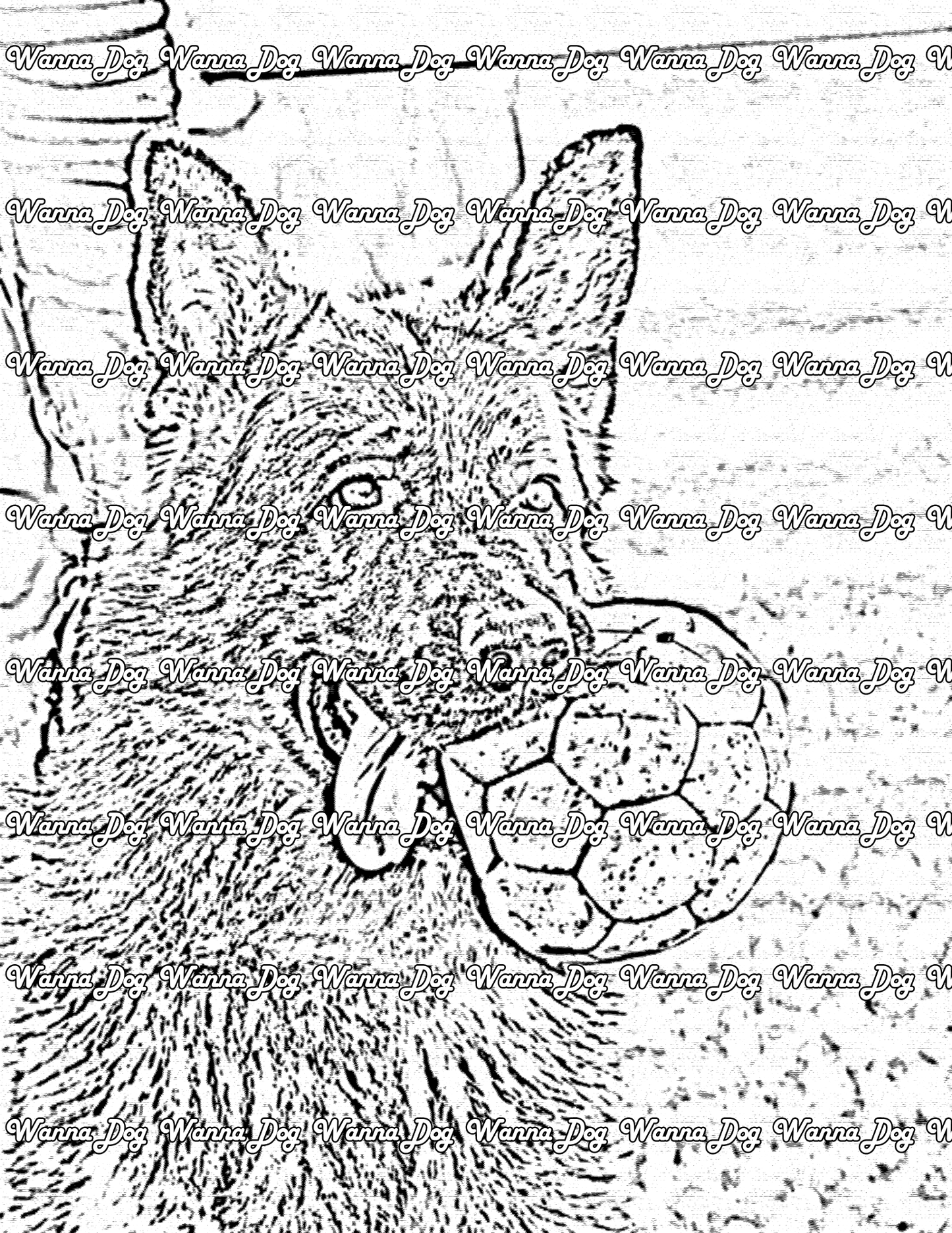German Shepherd Coloring Page of a German Shepherd with a soccer ball and tongue out