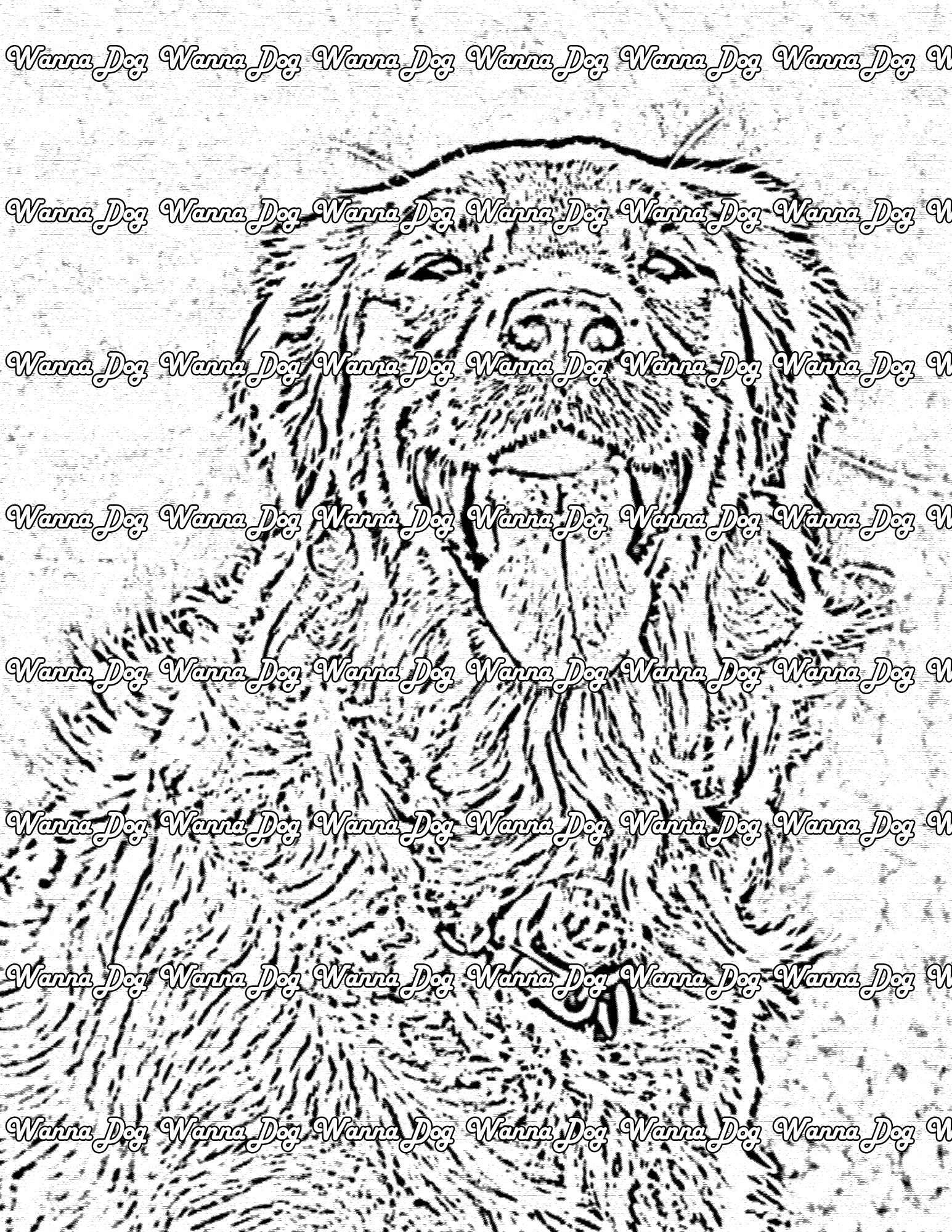 Golden Retriever Coloring Page of a Golden Retriever in a field with their tongue out