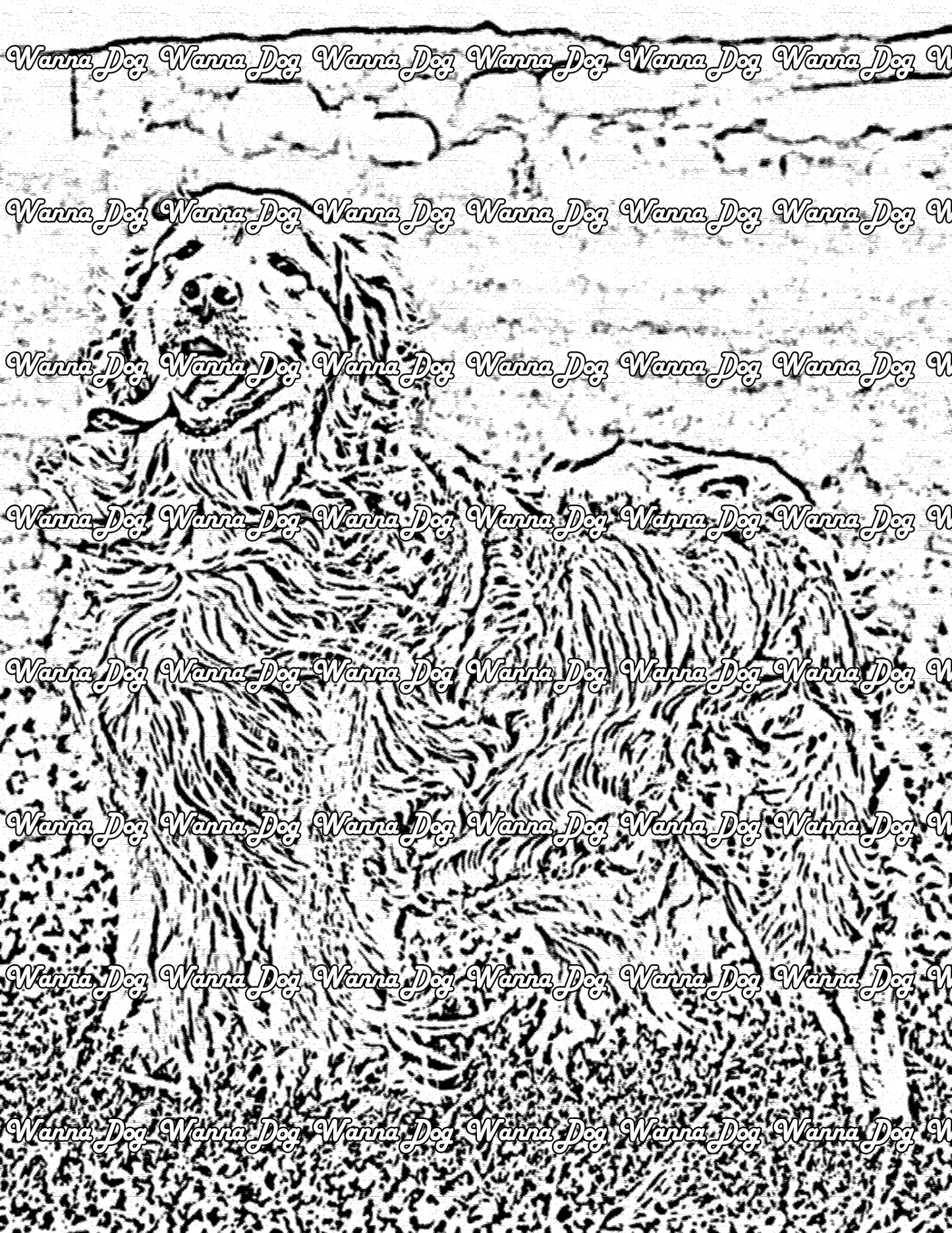 Golden Retriever Coloring Page of a Golden Retriever in a field with their tongue out