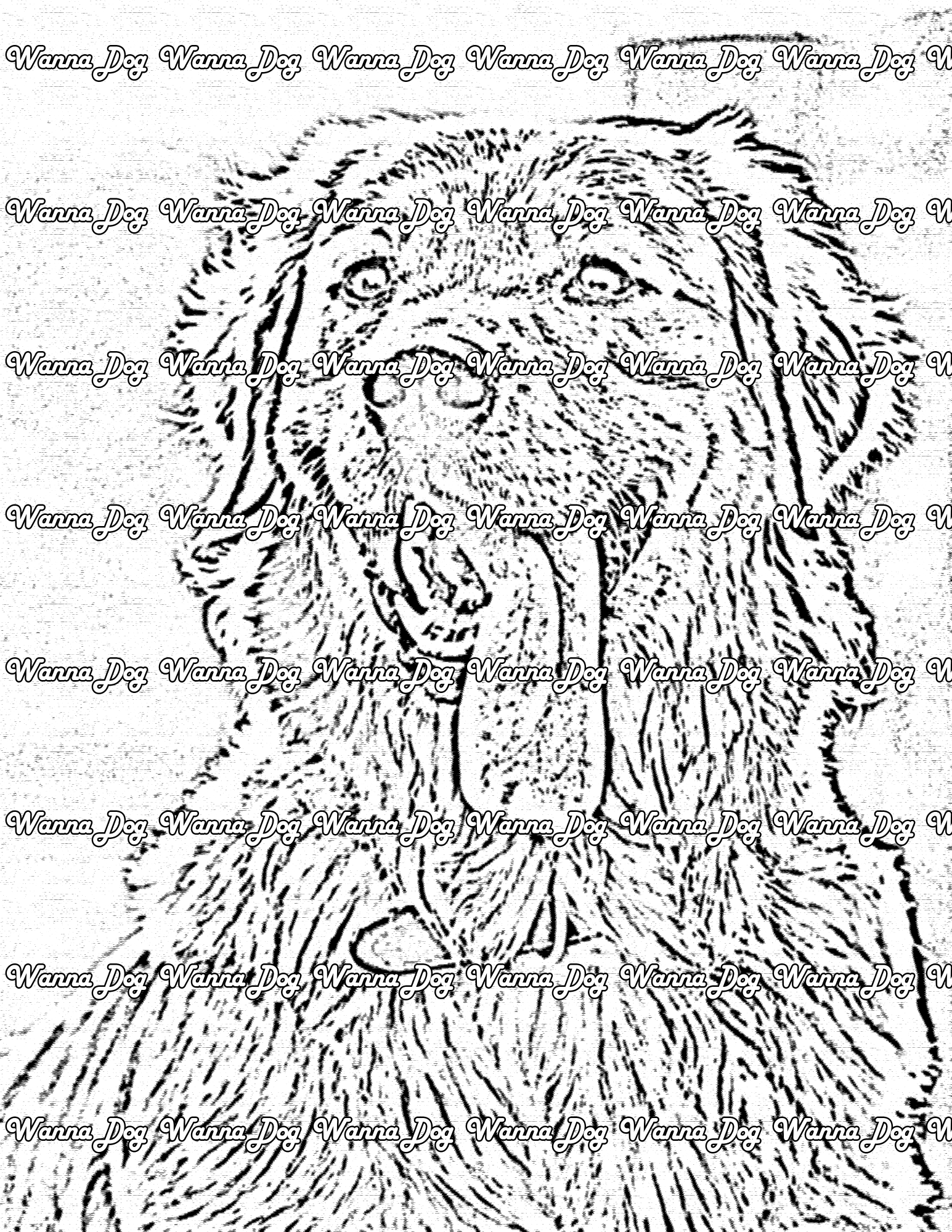 Golden Retriever Coloring Page of a Golden Retriever with a tongue hanging out