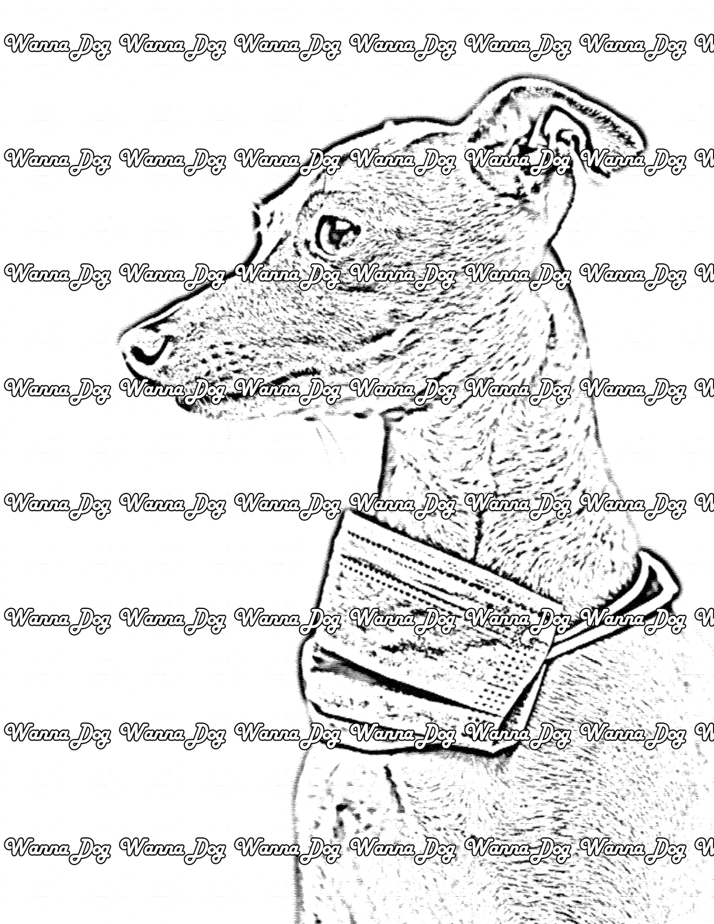 Greyhound Coloring Page of a Greyhound with a mask around their neck