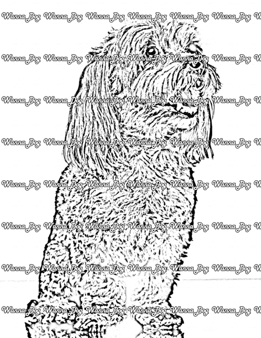 Havanese Coloring Page of a Havanese posing but looking away from the camera