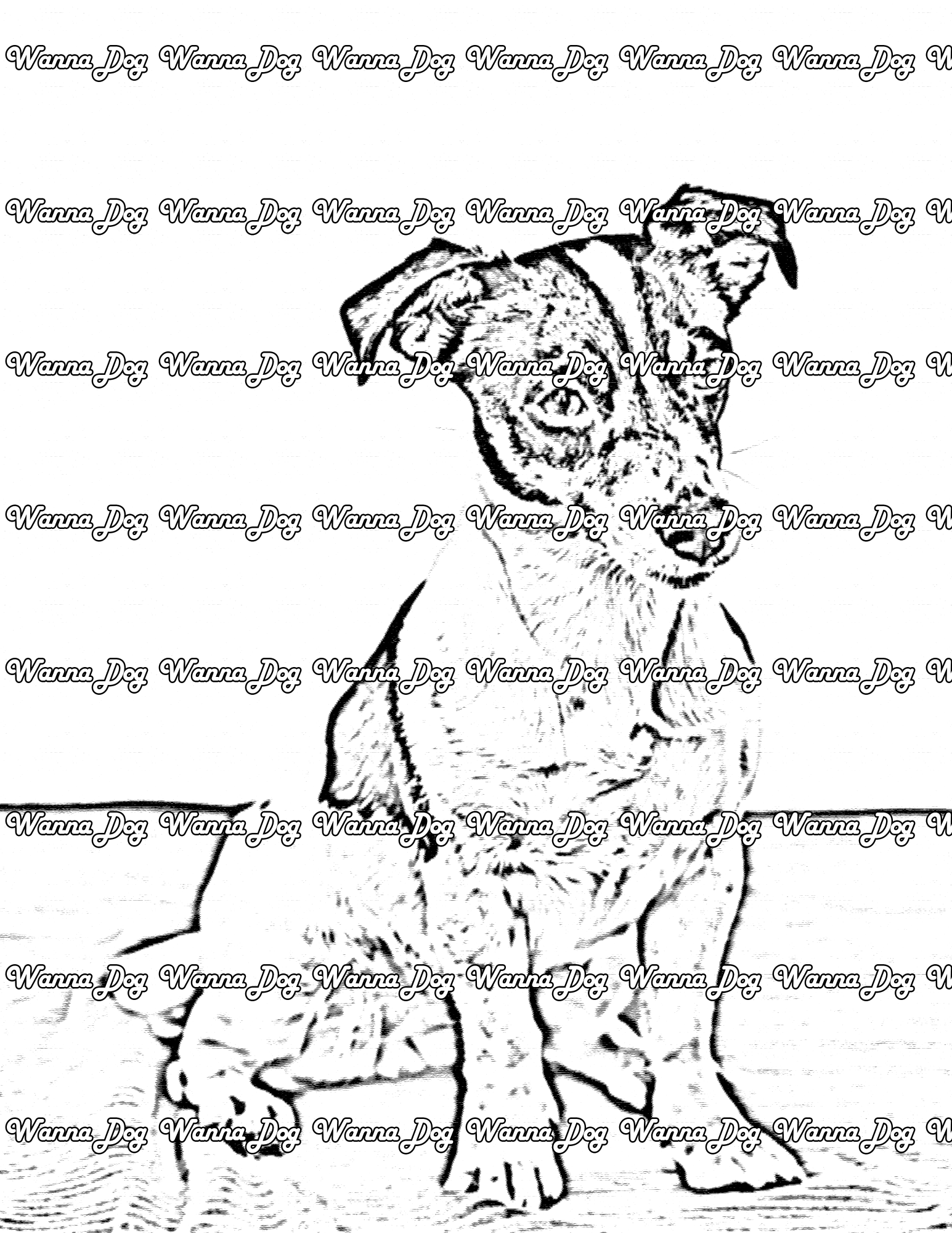 Jack Russell Terrier Coloring Page of a Jack Russell Terrier sitting