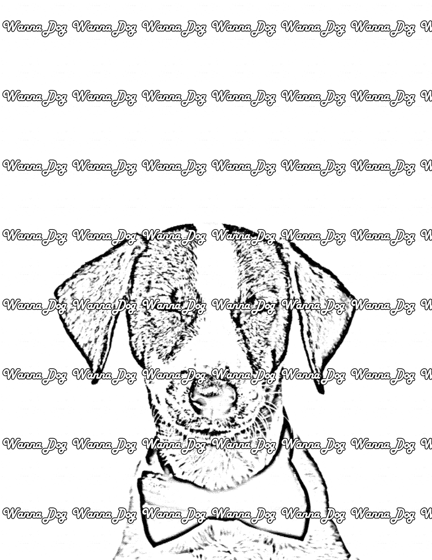Jack Russell Terrier Coloring Page of a Jack Russell Terrier wearing a bowtie