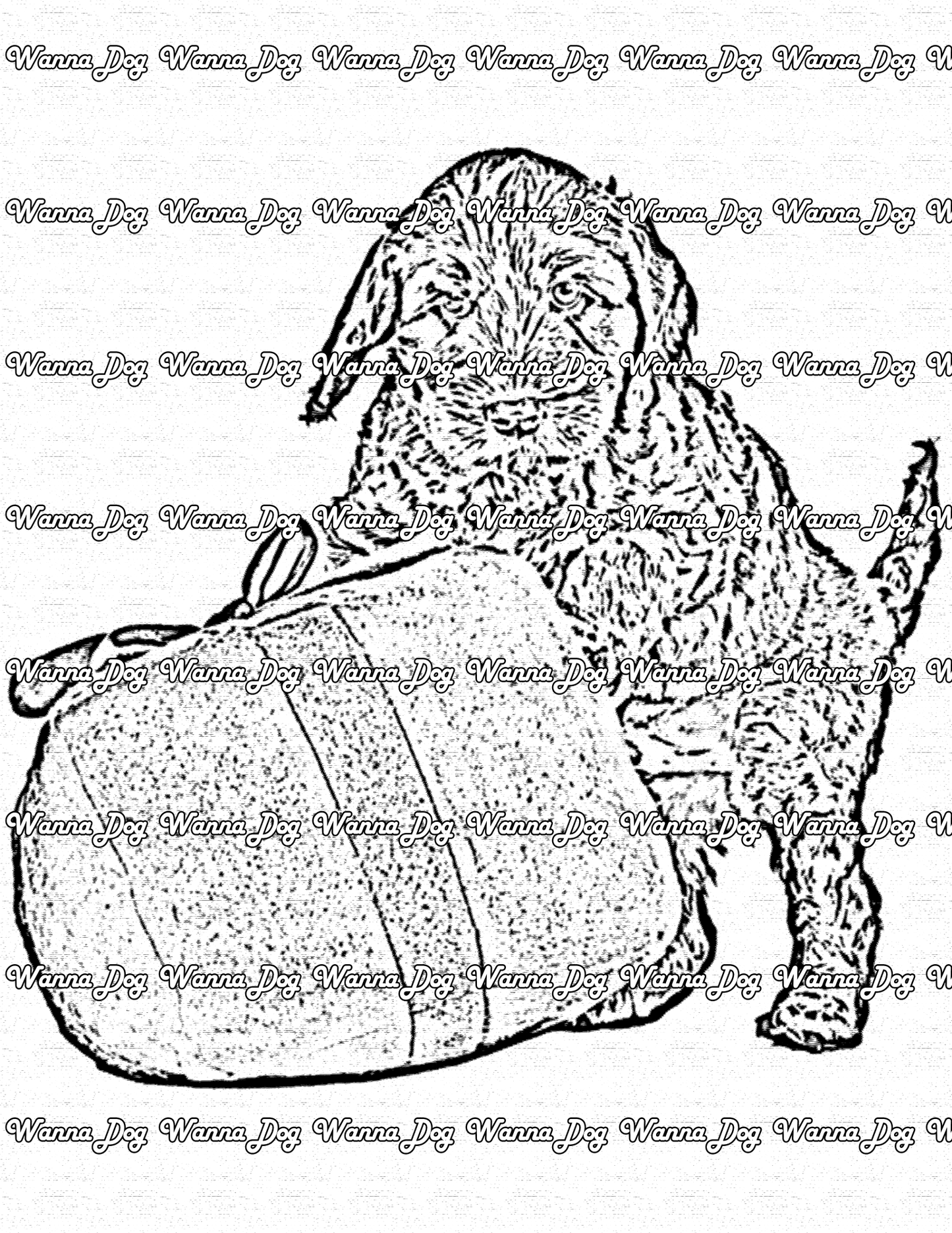 Labradoodle Coloring Page of a Labradoodle with a present