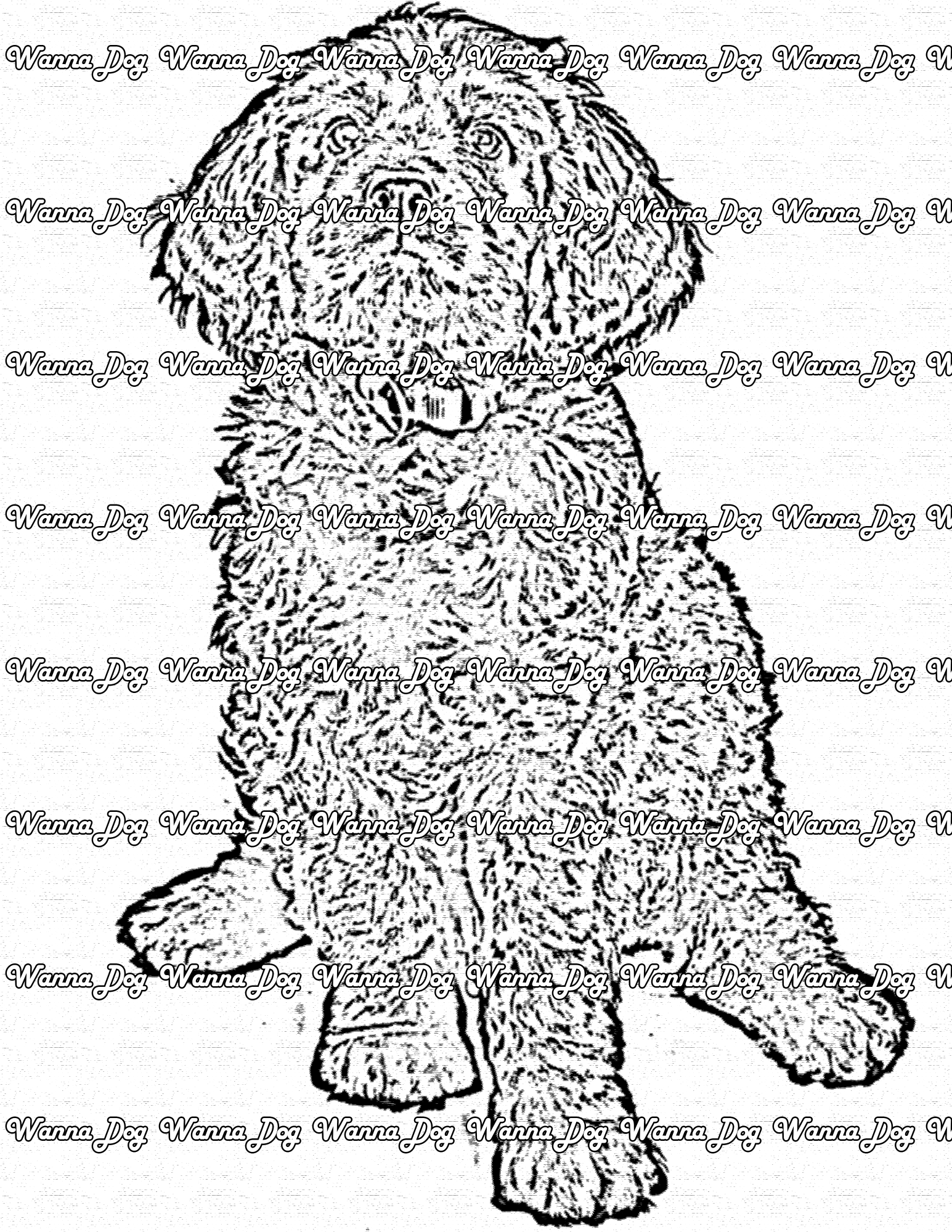 Labradoodle Coloring Page of a Labradoodle sitting down